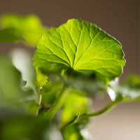 322 mg Gotu Kola