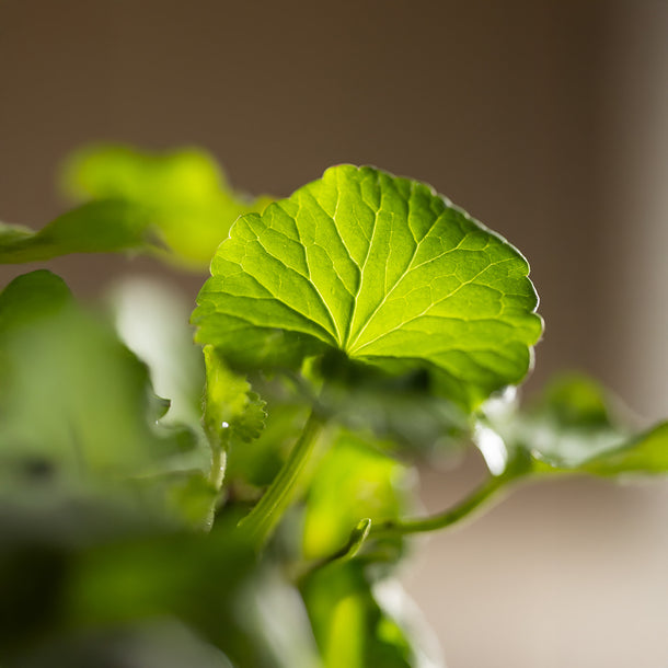 Juve Naturals The Skin Code Gotu Kola